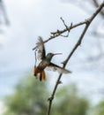 A buff-bellied hummingbird in flight in South Texas