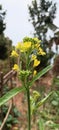 Rayo Mastered mustard oil flowers blooming Royalty Free Stock Photo