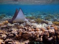 Rays Batoidea. Spotted Eagle Ray. Ordinary spotted orchak. Royalty Free Stock Photo