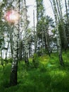 Rays of bright sun in a birch grove on a summer day.