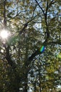 The rays of the bright sun make their way through the autumn foliage. Royalty Free Stock Photo