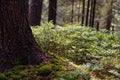 Rays of early morning light in a pine forest in Yosemite national park. Royalty Free Stock Photo