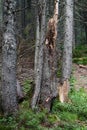 Rays of early morning light in a pine forest in Yosemite national park. Royalty Free Stock Photo