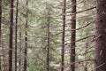 Rays of early morning light in a pine forest in Yosemite national park. Royalty Free Stock Photo