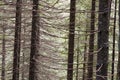 Rays of early morning light in a pine forest in Yosemite national park. Royalty Free Stock Photo