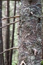 Rays of early morning light in a pine forest in Yosemite national park. Royalty Free Stock Photo