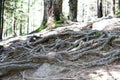 Rays of early morning light in a pine forest in Yosemite national park. Royalty Free Stock Photo