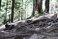 Rays of early morning light in a pine forest in Yosemite national park. Royalty Free Stock Photo