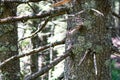 Rays of early morning light in a pine forest in Yosemite national park. Royalty Free Stock Photo