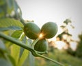 the rays of the evening sun shine through three green walnuts on a branch Royalty Free Stock Photo