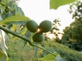 the rays of the evening sun shine through three green walnuts on a branch Royalty Free Stock Photo