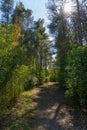 The rays of the evening sun through the tall pines