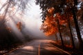 Rays falling through autumn forest and mist Royalty Free Stock Photo