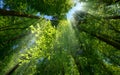 Rays of light beautifully enhancing a tree canopy Royalty Free Stock Photo