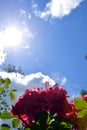 Rays of light fall on the rose flower. Blooming shrub against a background of blue sky and white clouds Royalty Free Stock Photo