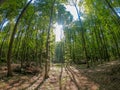 Rays of light falling through the green leaves emphasize the landscape of lush treetops in the forest. Shadows from tree trunks on Royalty Free Stock Photo