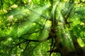 Rays of light falling through green tree canopy Royalty Free Stock Photo