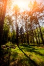 Rays of light in the forrest. Background. Royalty Free Stock Photo
