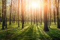 Rays of light in the forrest. Background. Royalty Free Stock Photo