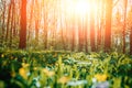 Rays of light in the forrest. Background. Royalty Free Stock Photo