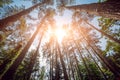 Rays of light in the forrest. Background Royalty Free Stock Photo