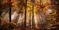 Rays of light in a misty autumn forest Royalty Free Stock Photo