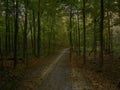 Rays of light is seen in a reserve forest in Burdwan District, West Bengal, India Royalty Free Stock Photo