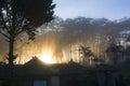 Rays of magic sunlight in the misty pine woods at sunrise