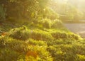 The rays of the morning sun on conifers