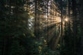 Rays of the morning sun going through the dark forest Royalty Free Stock Photo
