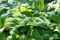 Green leaves of Solomon`s Seal in the morning Royalty Free Stock Photo