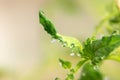 in the rays of the morning sun, young tomato leaves are covered with large transparent dew drops