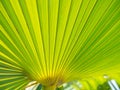 Rays of palm leaves against the backdrop of a sunny sky. Tropical plants. Beautiful background Royalty Free Stock Photo