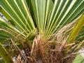 Rays of palm leaves against the backdrop of a sunny sky. Tropical plants. Beautiful background Royalty Free Stock Photo