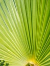 Rays of palm leaves against the backdrop of a sunny sky. Tropical plants. Beautiful background Royalty Free Stock Photo