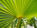 Rays of palm leaves against the backdrop of a sunny sky. Tropical plants. Beautiful background Royalty Free Stock Photo