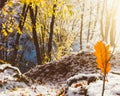 the rays of the rising sun and the first snow in the morning autumn forest Royalty Free Stock Photo