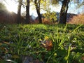 Autumn in a forest glade Royalty Free Stock Photo