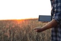 In the rays of the setting sun, the farmer sorts through the spikelets of wheat and notes the results on the tablet. A