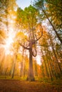 The rays of the setting sun flood the autumn forest and beautiful larch tree wide angle view Royalty Free Stock Photo