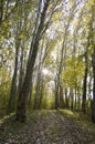 the rays of the setting sun illuminate the yellow leaves of the autumn forest Royalty Free Stock Photo