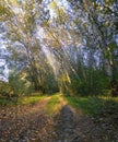 the rays of the setting sun illuminate the yellow leaves of the autumn forest Royalty Free Stock Photo