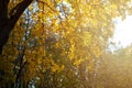 The rays of the setting sun illuminate the yellow maple leaves Royalty Free Stock Photo