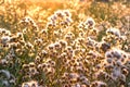 Rays of the setting sun on thistle - burdock Royalty Free Stock Photo