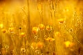 Rays of the setting sun on yellow flowers