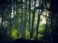 the rays of the spring sun make their way through the birches to the clearing Royalty Free Stock Photo