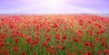 The rays of the sun above the poppy field. Red poppies in the field during the sunset_ Royalty Free Stock Photo