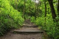 Rays of the sun beautifully illuminate the old staircase in the forest