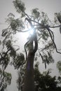 Rays of the sun breaking through the branches of African tree.