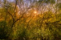 The rays of the sun breaking through the branches of a flowering tree Royalty Free Stock Photo